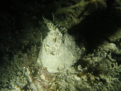 Gibbula magus