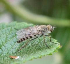 Thereva unica