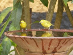 Zosterops anderssoni