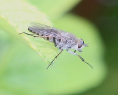 Thereva unica