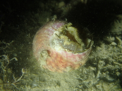 Gibbula magus