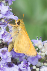 Atalopedes campestris huron