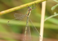 Lestes sponsa