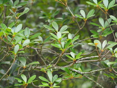 Ternstroemia gymnanthera