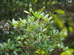 Ternstroemia gymnanthera