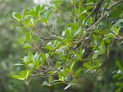 Ternstroemia gymnanthera