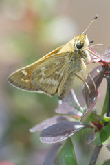 Atalopedes campestris huron
