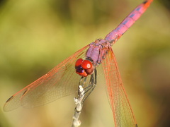 Trithemis annulata
