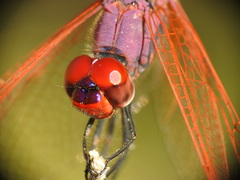 Trithemis annulata