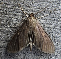 Herpetogramma sphingealis