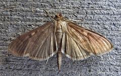 Herpetogramma sphingealis