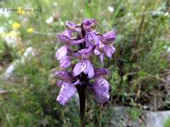 Anacamptis morio