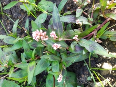 Persicaria maculosa