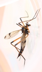 Dictenidia bimaculata