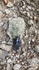 Carabus violaceus