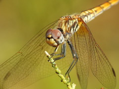 Trithemis annulata