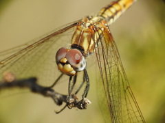 Trithemis annulata