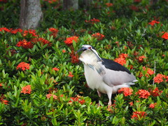 Nycticorax nycticorax