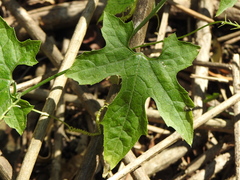 Diplocyclos palmatus