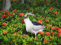 Nycticorax nycticorax