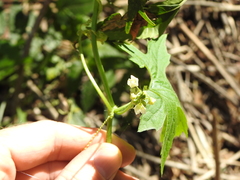 Diplocyclos palmatus