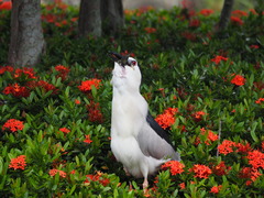 Nycticorax nycticorax