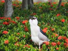 Nycticorax nycticorax