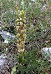 Orchis anthropophora