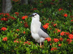 Nycticorax nycticorax