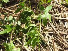 Diplocyclos palmatus
