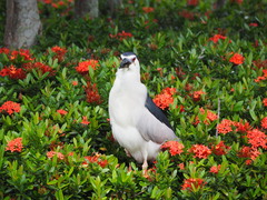 Nycticorax nycticorax