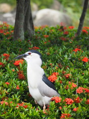 Nycticorax nycticorax