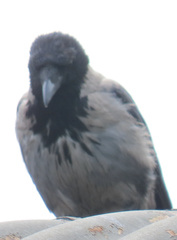 Corvus cornix