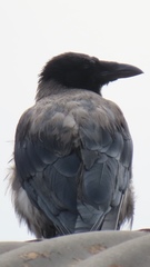 Corvus cornix