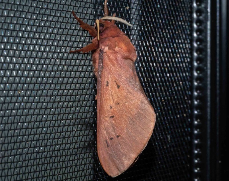 Oxycanus loesus
