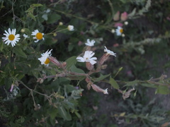 Silene latifolia alba