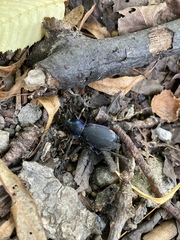 Carabus violaceus