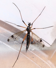 Dictenidia bimaculata