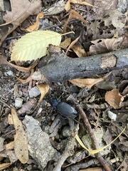 Carabus violaceus