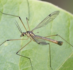 Nephrotoma cornicina