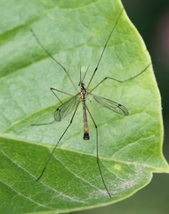 Nephrotoma cornicina