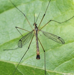 Nephrotoma cornicina