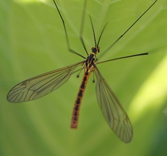 Nephrotoma flavescens