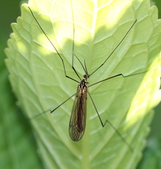 Nephrotoma flavescens