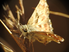 Carcharodus