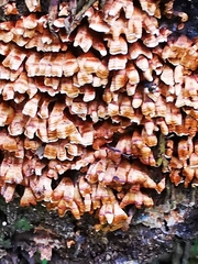 Xylobolus spectabilis