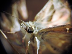 Carcharodus