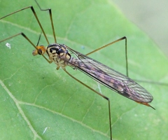Nephrotoma flavipalpis