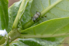 Paramecops farinosus