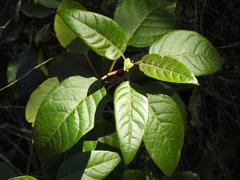 Deeringia arborescens